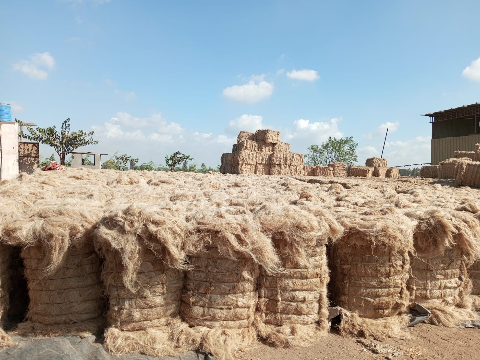 Scutched flax fiber
